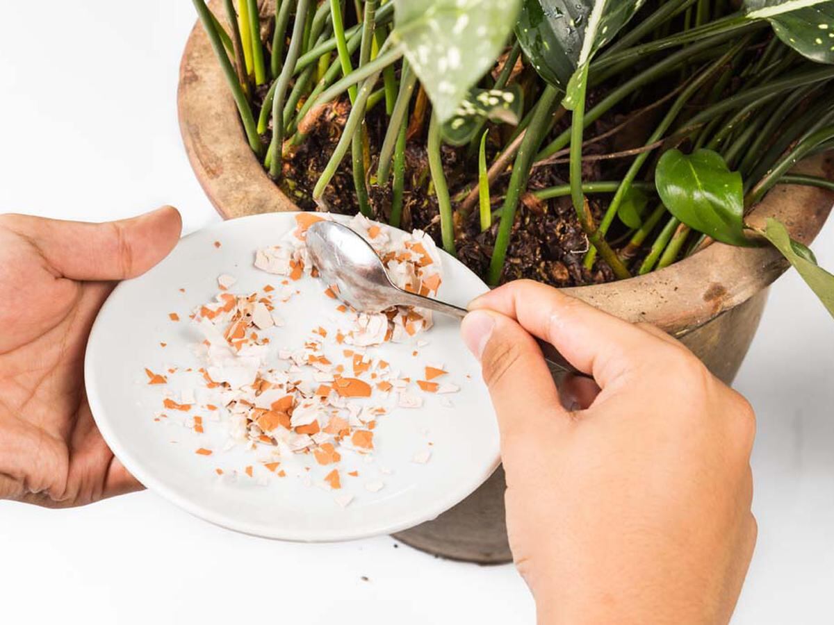 Esto ocurre si usas la cáscara del huevo en tus plantas.