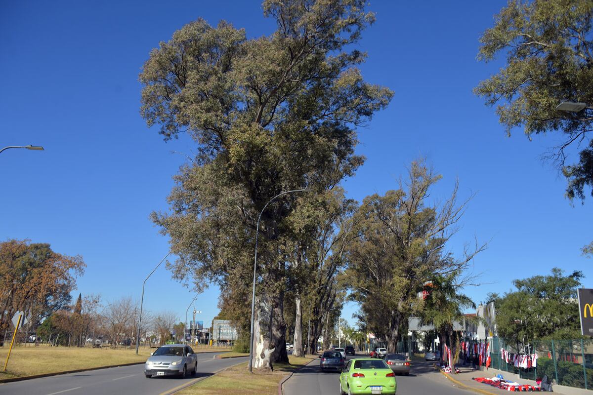 Eucaliptos frente al Dinosaurio Mall, en Avenida Cardeñosa. (José Gabriel Hernández / La Voz)