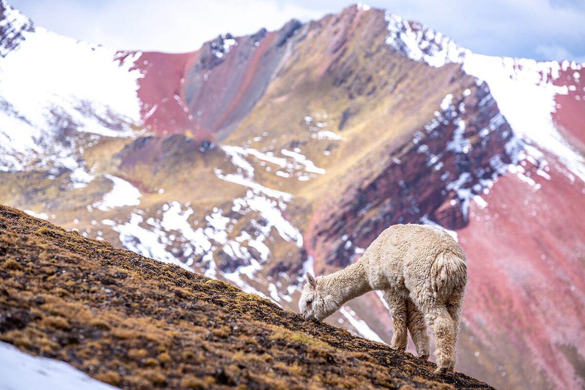 Una foto horizontal con enfoque selectivo de una linda alpaca blanca comiendo pasto en las Montañas Arcoíris, Perú. Perfecta para retratar la naturaleza peruana. (Freepik)