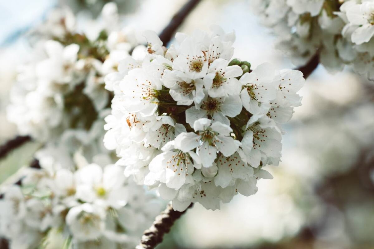 El té de flores de azahar es una bebida muy popular en toda Latinoamérica. Muy consumida por sus efectos medicinales y sus beneficios para la salud. (Unsplash)