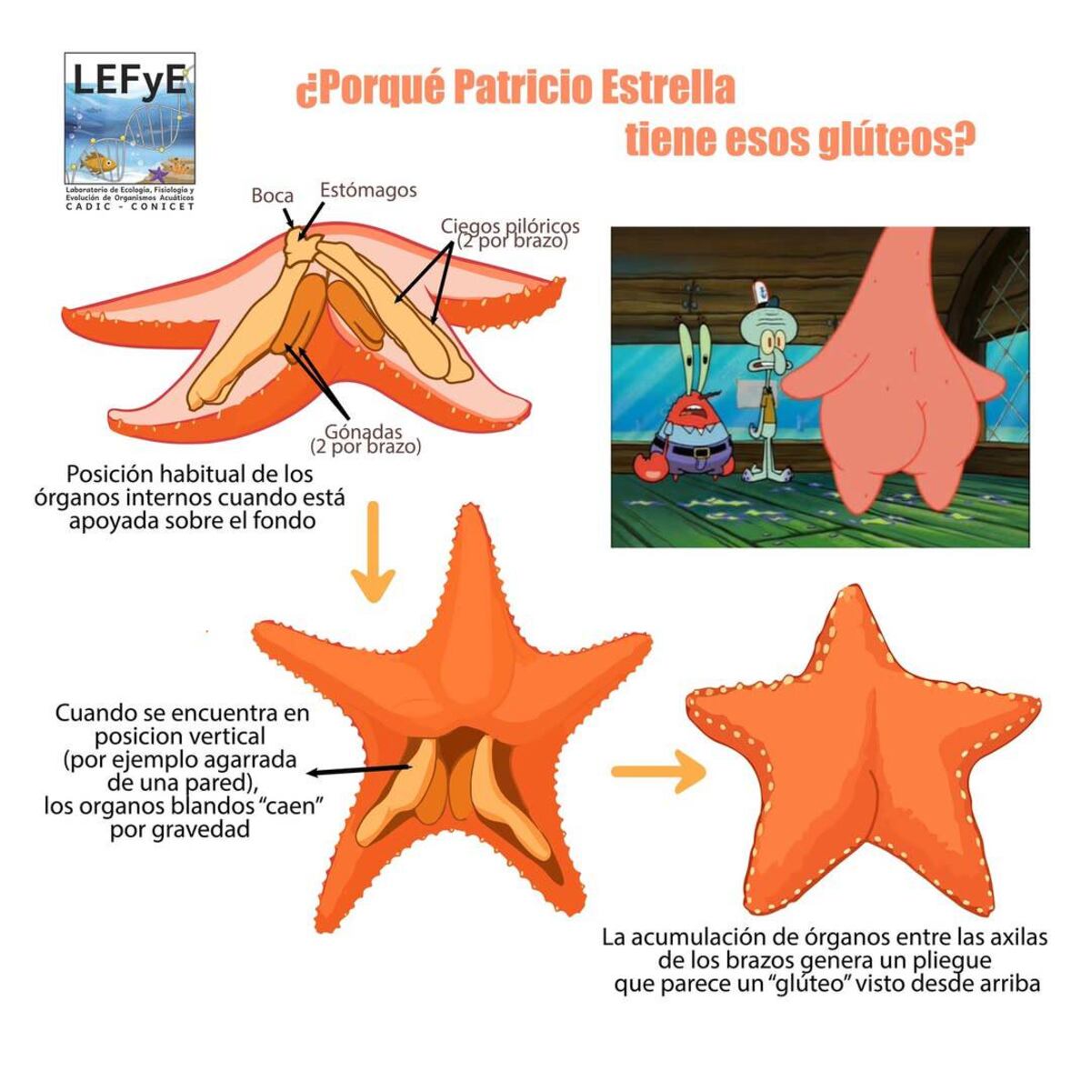 La estrella de mar apodada “culona” fue registrada por el robot submarino del Conicet a más de 3.900 metros de profundidad frente a Mar del Plata. (Laboratorio de Ecología, Fisiología y Evolución de Organismos Acuáticos Cadic-Conicet)