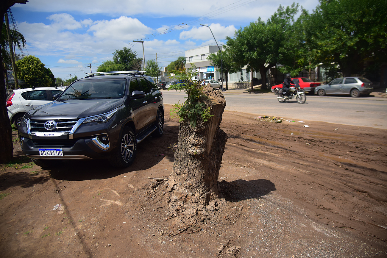 Algunos de los árboles cortados por ensanchamiento de la avenida.
(Foto: Pedro Castillo / La Voz)