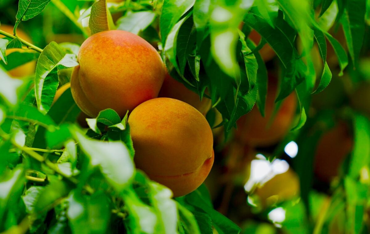 La provincia es la principal productora de durazno para industria, y en los últimos años viene apostando por nuevas variedades y sistemas de cultivo intensivos. Imagen: gentileza Innovafruit.