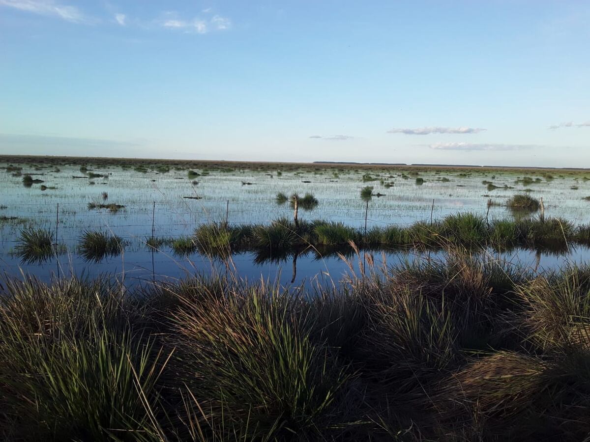 Esteros del Iberá. El carbono orgánico del suelo (COS) es la base fundamental para el desarrollo de una agricultura sustentable. (La Voz)