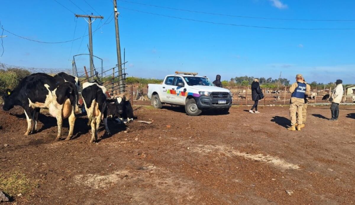 OPERATIVO. Faena clandestina en Villa Nueva. (Gentileza Ministerio de Bioagroindustria)