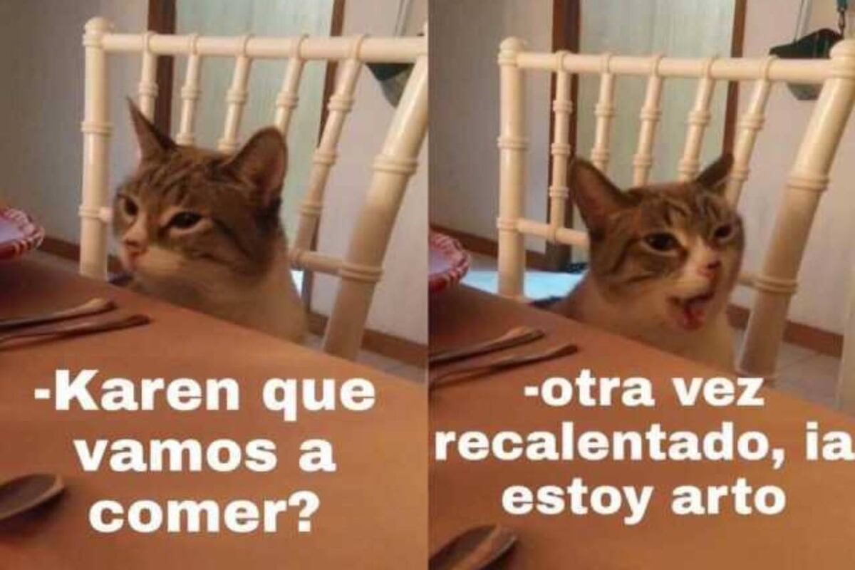 Los memes virales de gatos con una humana llamada Karen tienen su origen en una historia real. (Internet)