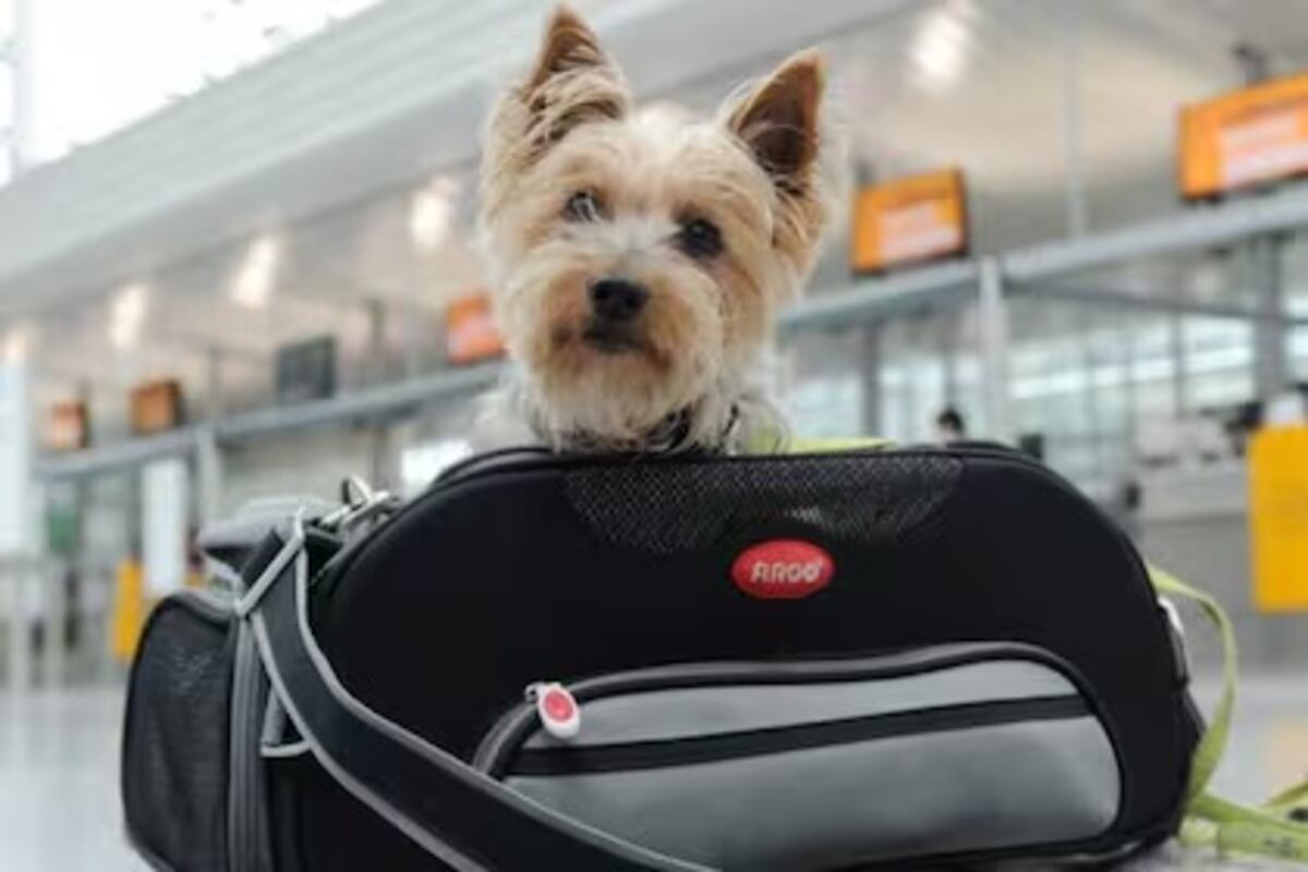 Viajar con mascotas en micros de larga distancia: requisitos, costos y condiciones en Argentina