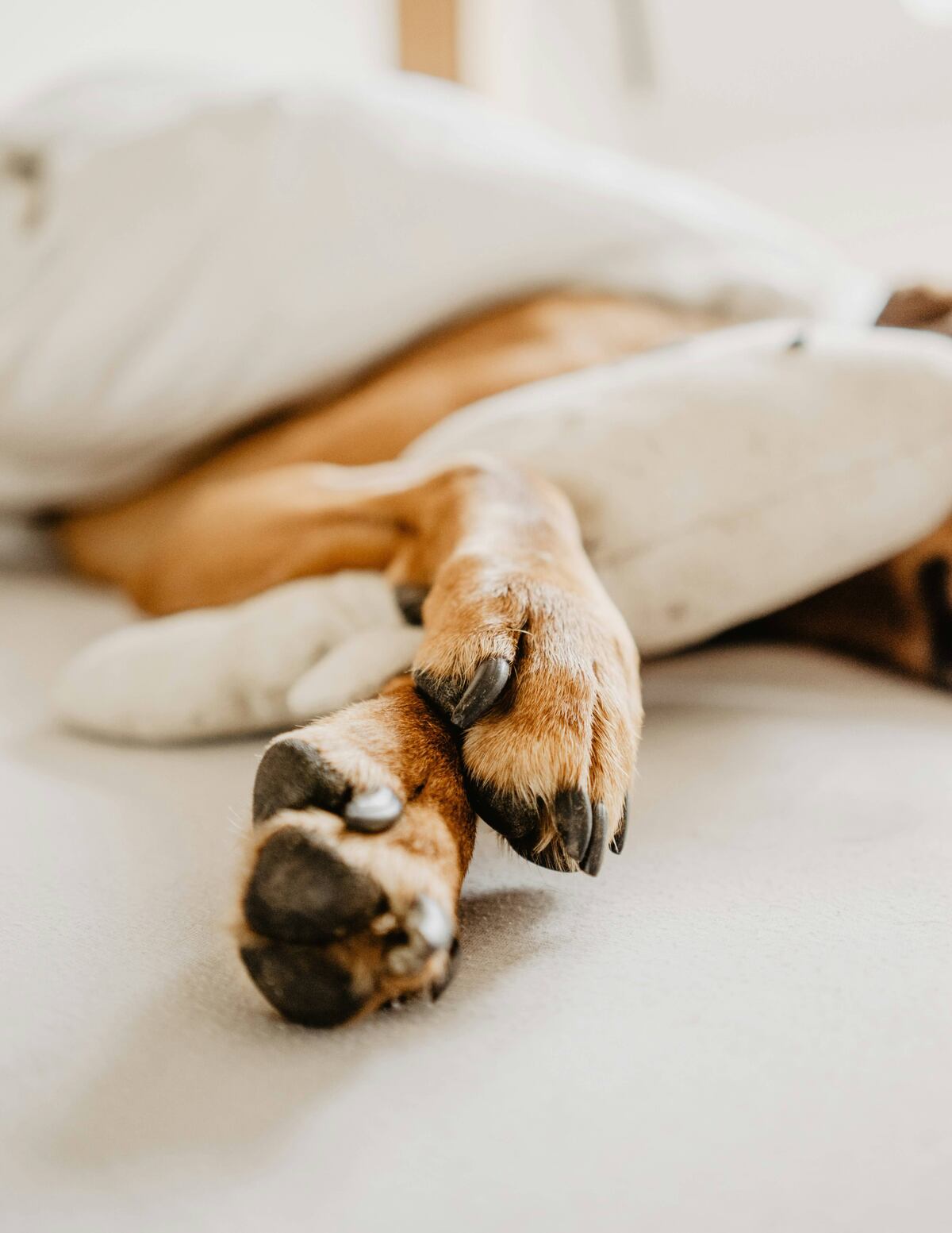 Experta revela los hábitos que no se deben tener con los perros. (Unsplash)