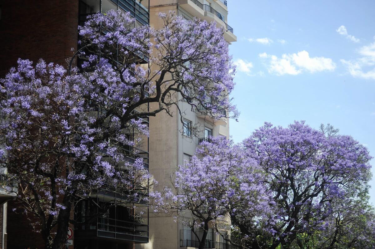 Planta arbol
Foto Federico Lopez Claro