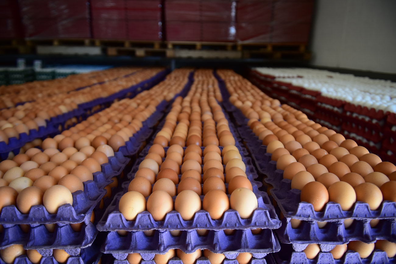 ESCALA. La industria avícola nacional produce a un ritmo de 571 huevos por segundo. (Nicolás Bravo / La Voz)