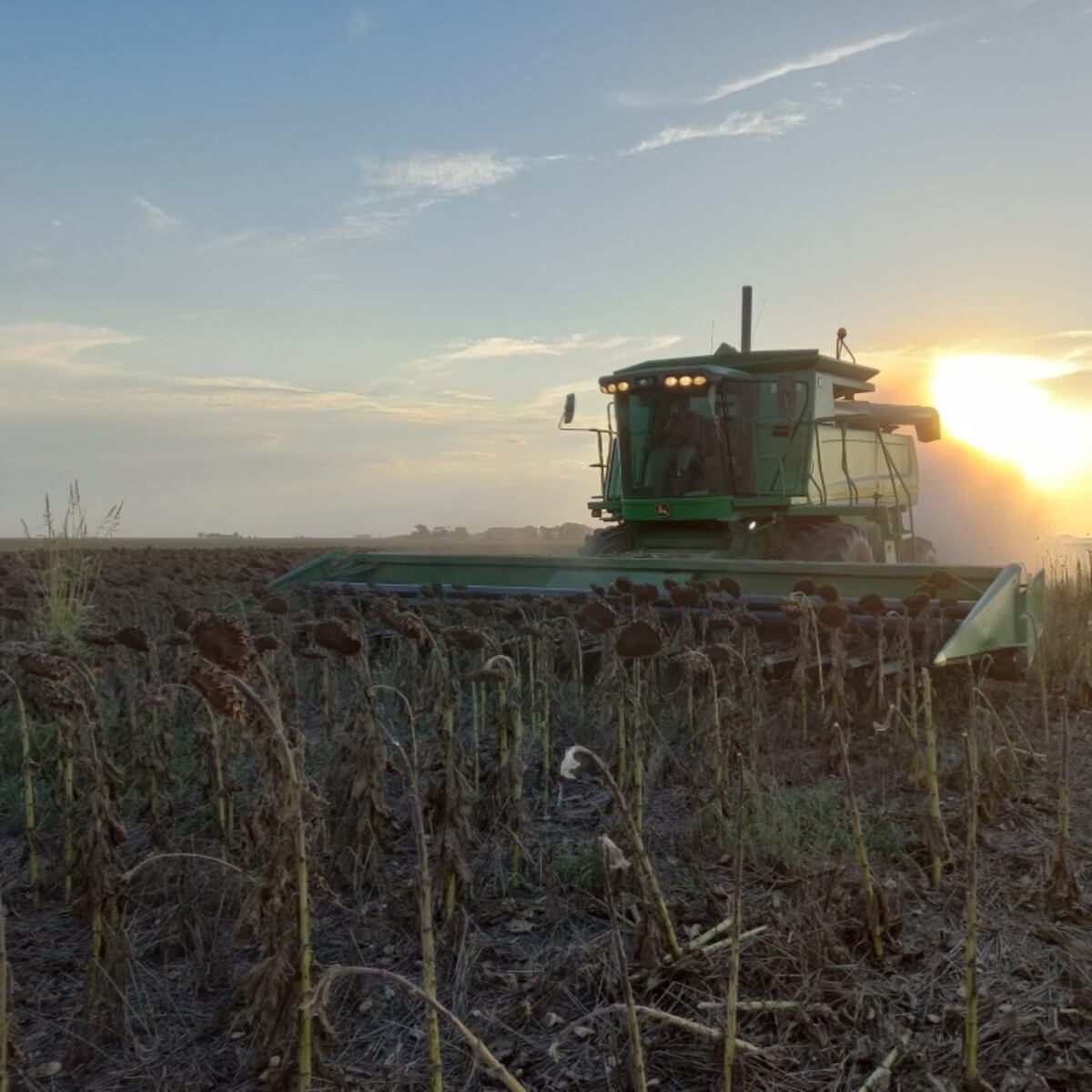 CAMPAÑA 2022/2023. En Arroyo Cabral, la cosecha de girasol arrancó a comienzos de marzo. (Gentileza colaborador DIA de la BCCBA).