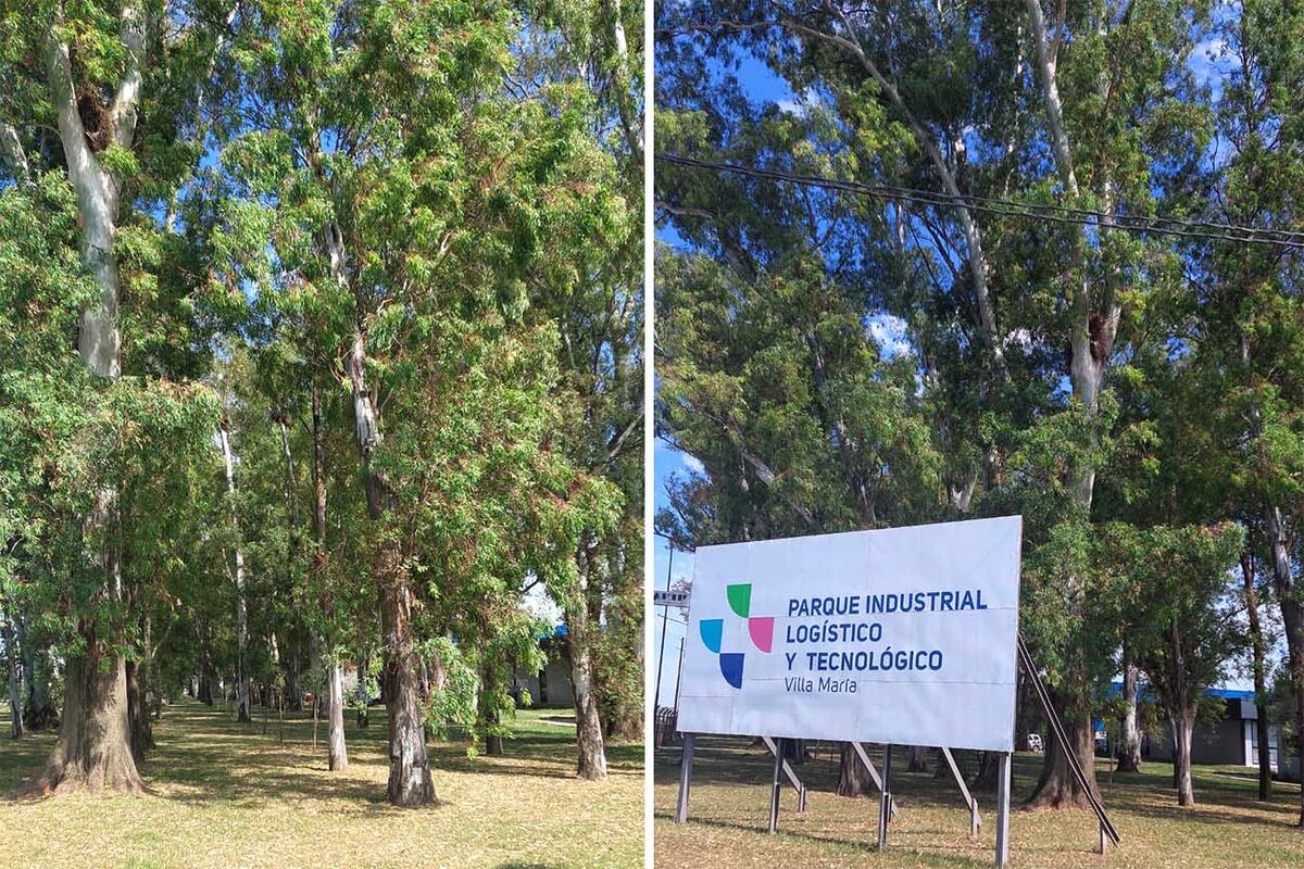 Se identificaron aproximadamente 1.435 ejemplares dentro del PILT, pertenecientes a 23 especies.