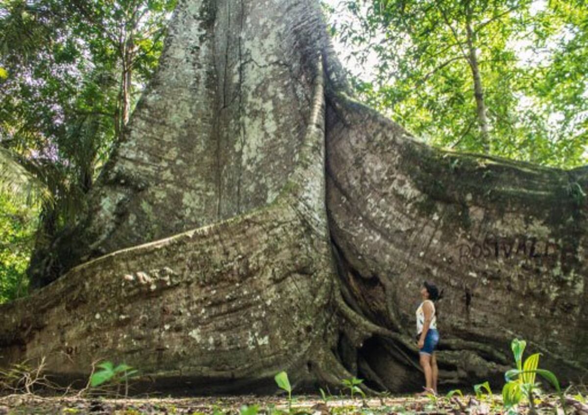 Árbol amazónico. (imagen ilustrativa)