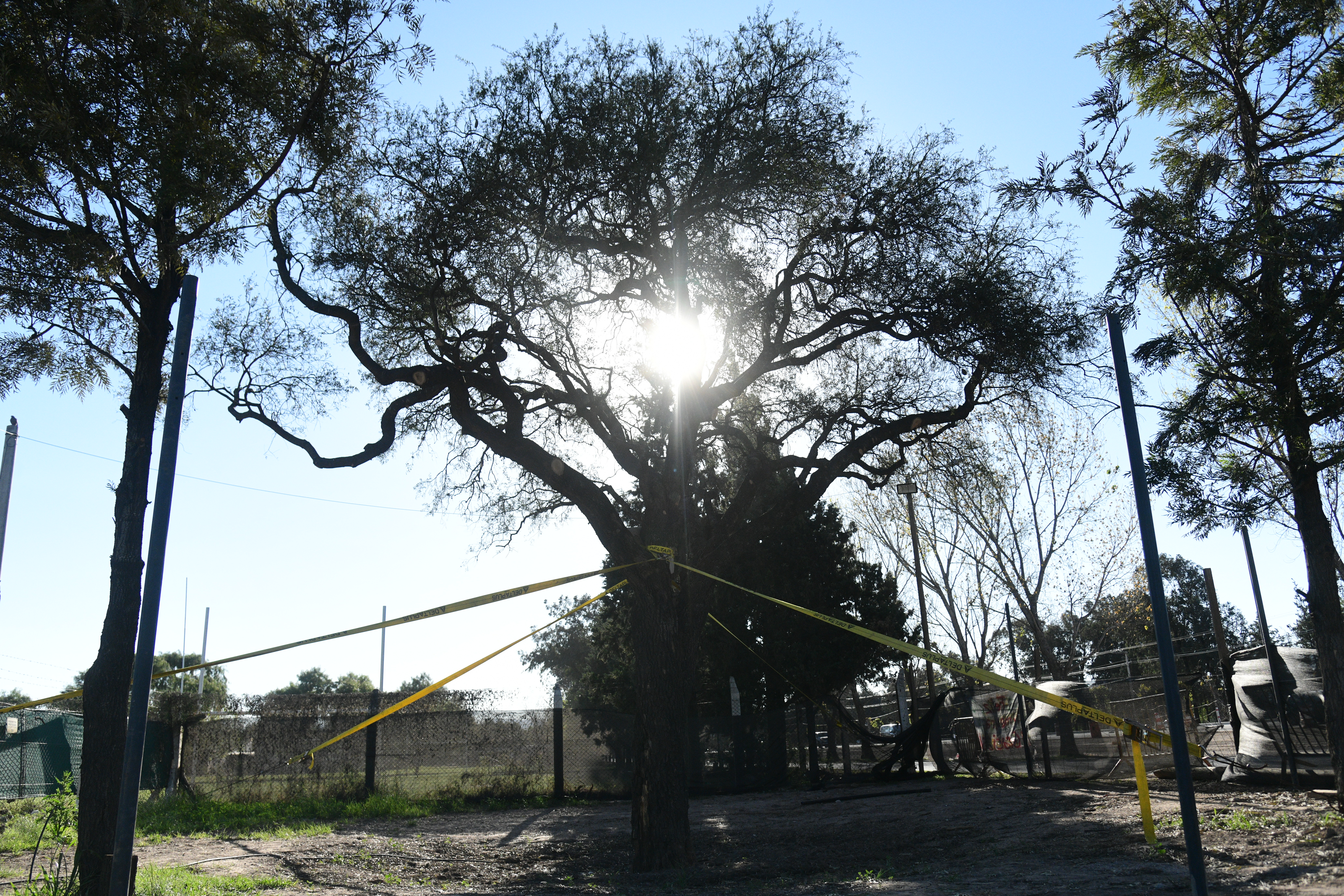 El quebracho transplantado en la avenida Luchesse en Villa Allende presentó brotes verdes en el comienzo de la Primavera (Javier Ferreyra / La Voz)