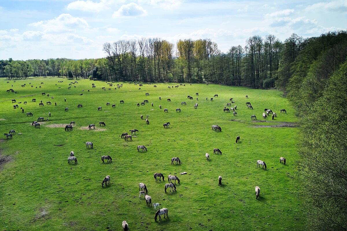 Caballos salvajes pastan en un prado cerca de la ciudad de Duelmen, Alemania, donde la manada vive en condiciones salvajes casi incontroladas. (AP)
