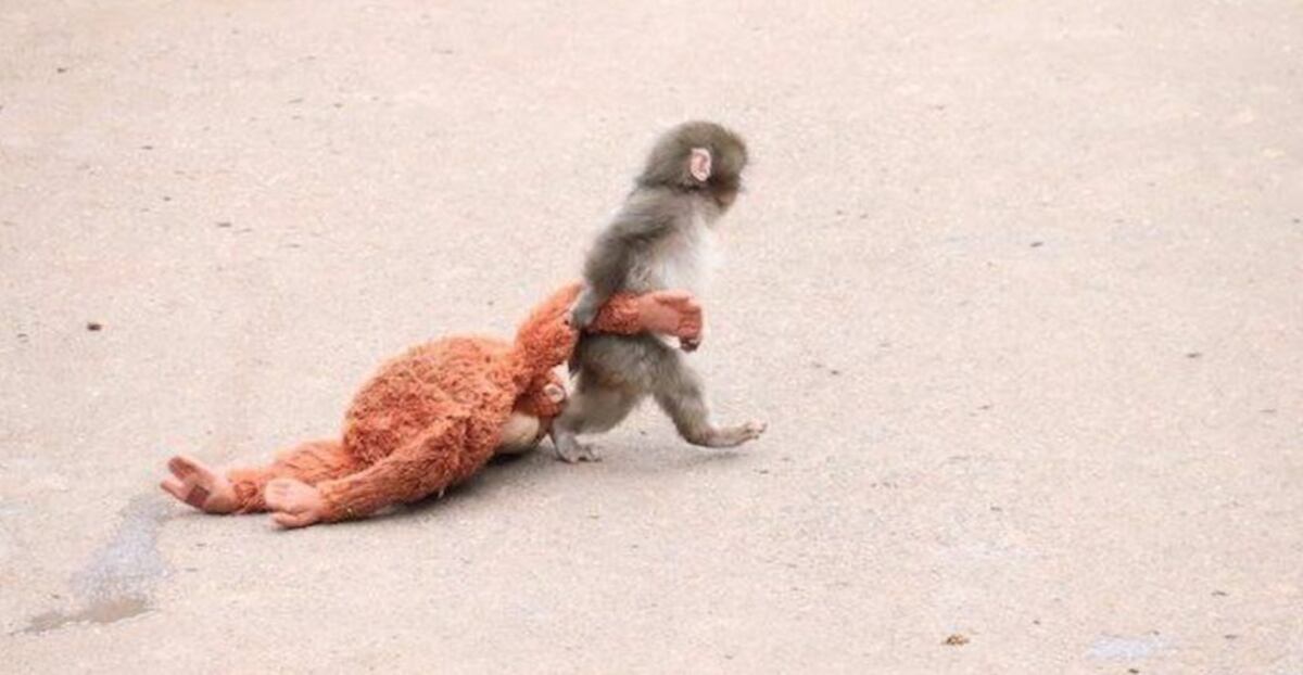 Punch, el mono viral que fue abandonado y encontró consuelo en un peluche.