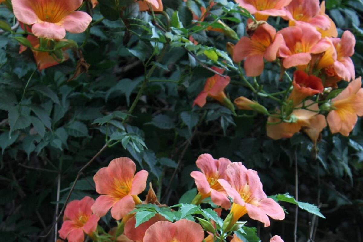 La bignonia, con sus flores vibrantes de junio, trepa paredes con elegancia, usando poca agua y transformando cualquier espacio en un oasis sostenible. (Pixabay)