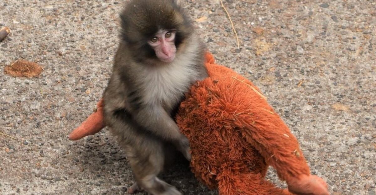 Punch, el mono viral que fue abandonado y encontró consuelo en un peluche