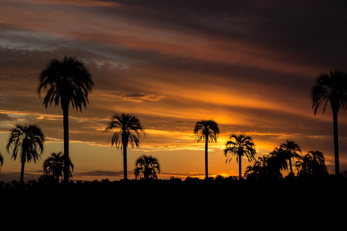 Atardecer entre palmeras. Cuando el sol cae, el cielo es todo color naranja y violeta en cuestión de minutos. (Gentileza: Ariela Malem)