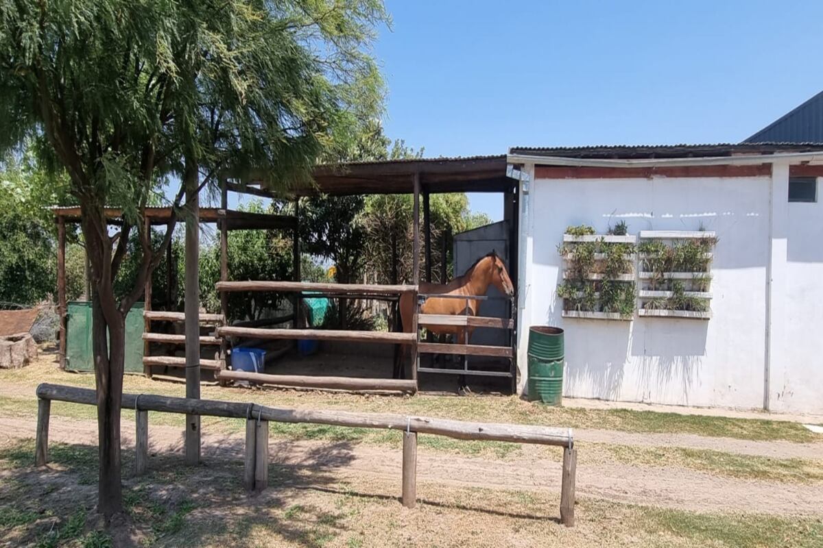 El recorrido concluye en el gran corral de Pituco, un hermoso caballo, su participación en las sesiones de equinoterapia es clave.(Foto: gentileza Municipalidad de Estación Juárez Celman )