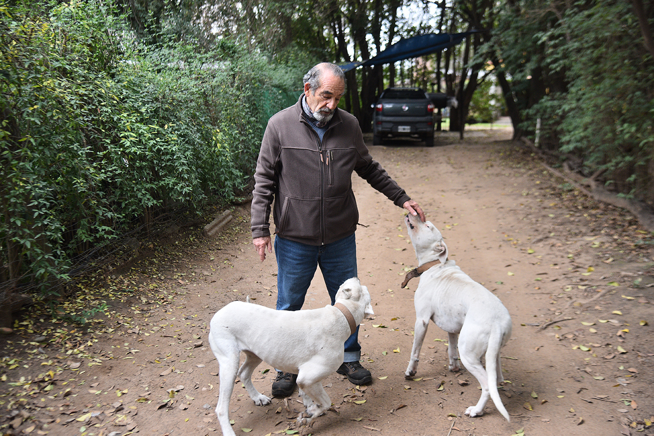 El dogo argentino, una de las razas de perros potencialmente peligrosos que deben estar registradas de manera obligatoria. (Foto: Pedro Castillo/LaVoz)
