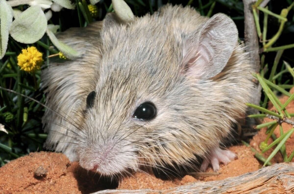Ratón de Gould. (AWC/Wayne Lawler/Europa Press/DPA)