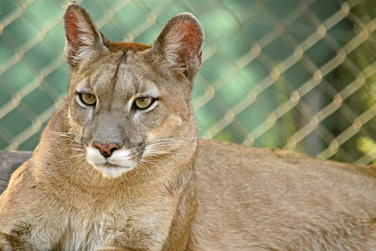 Puma en la reserva Pumakawa. (La Voz / Archivo)