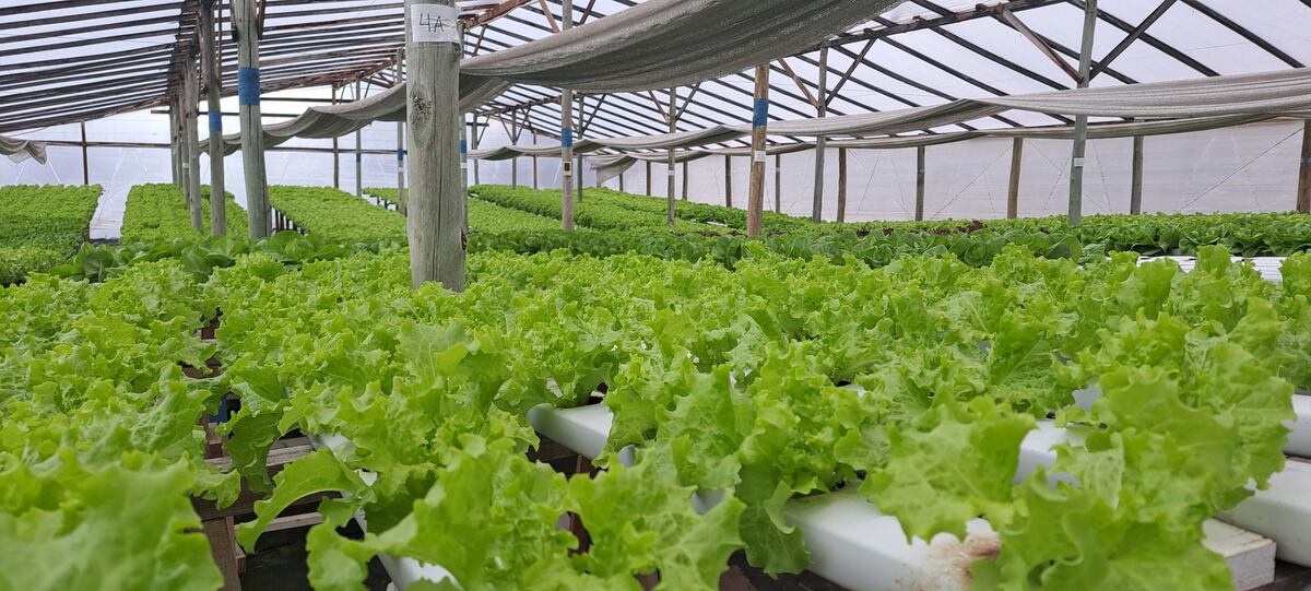 ALIMENTOS AGROECOLÓGICOS: invernadero de hidroponía Hoja Viva, en Río Cuarto. (Gentileza)