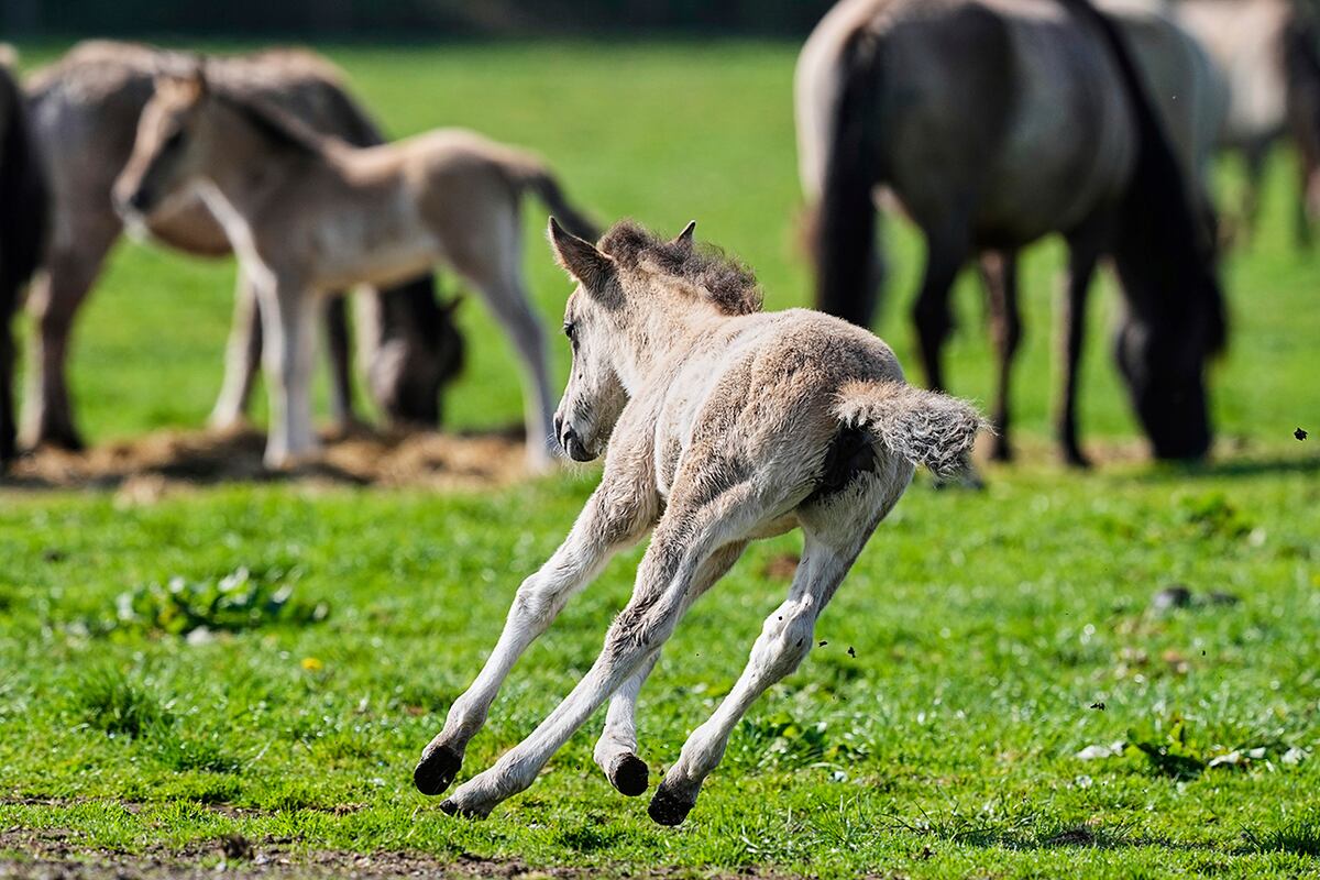Un potro joven juega en un prado. (AP)