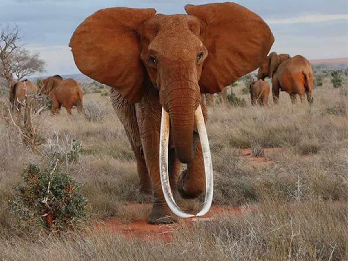 Los elefantes tusker son una variedad de colmillos gigantes. (International Elephant Foundation)