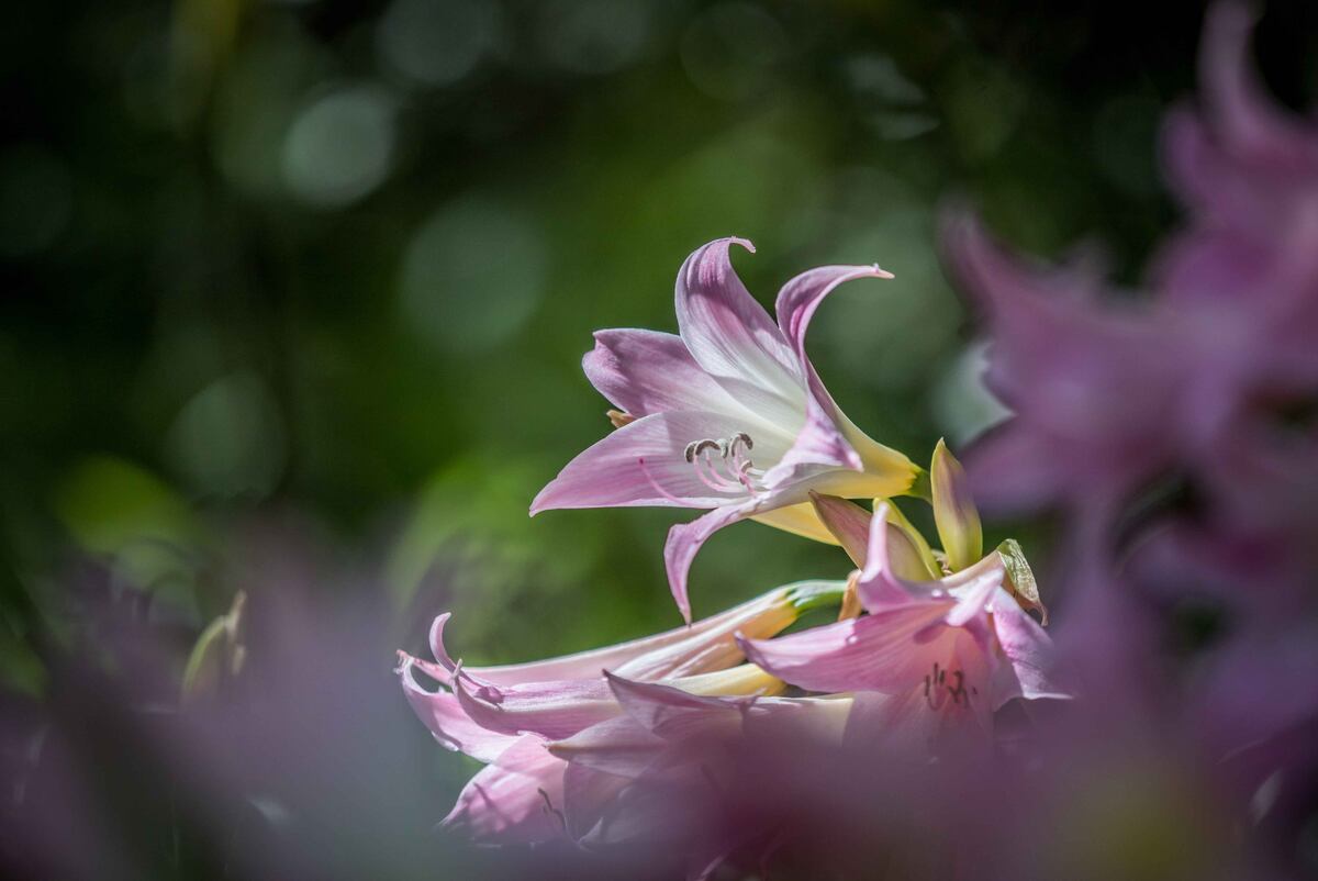 Las azaleas no soportan cambios de temperatura bruscos. Necesitan ambientes templados y bien ventilados. En exterior hay que protegerlas de temperaturas muy bajas; y en interior, de la falta de humedad.