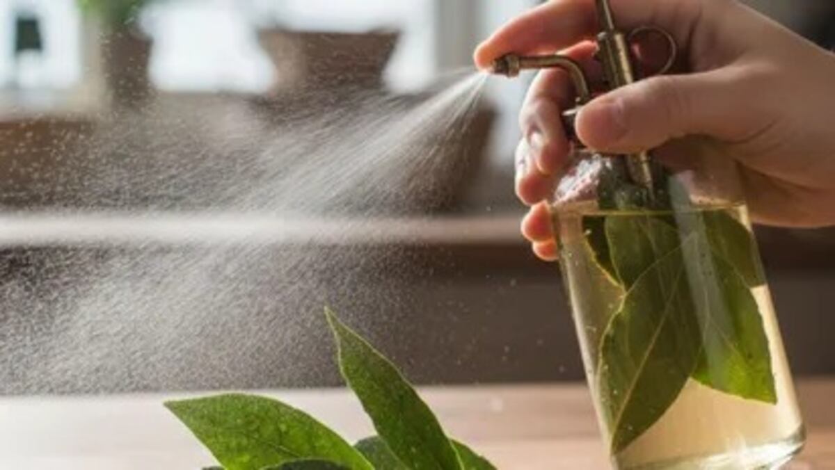 El secreto del laurel en agua: el ritual de Feng Shui que atrae dinero y prosperidad antes de Navidad