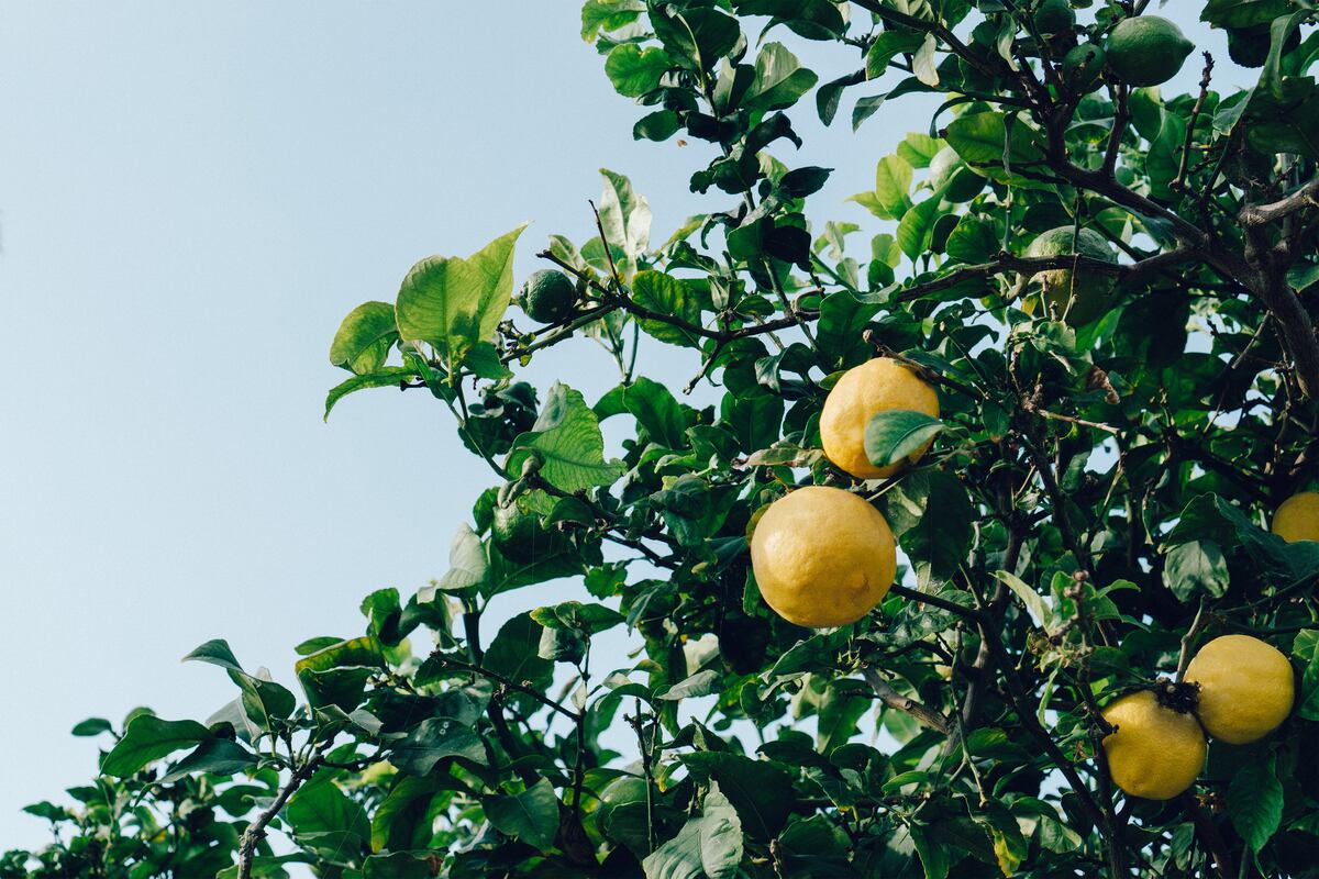 Poco cuidado, frutos todo el año y raíces que no levantan el piso: el árbol ideal para tu casa.