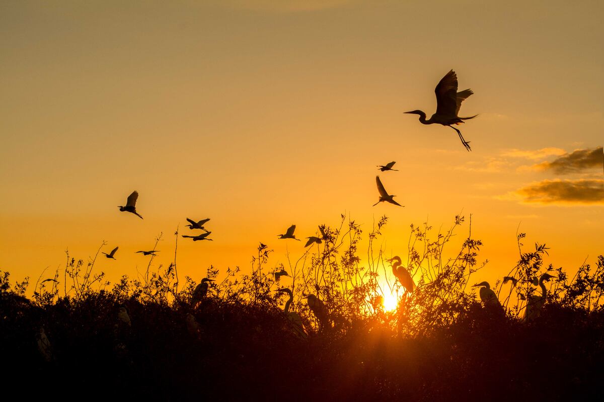 Un viaje por los Esteros del Iberá, en Corrientes. (Foto: Turismo Nación)