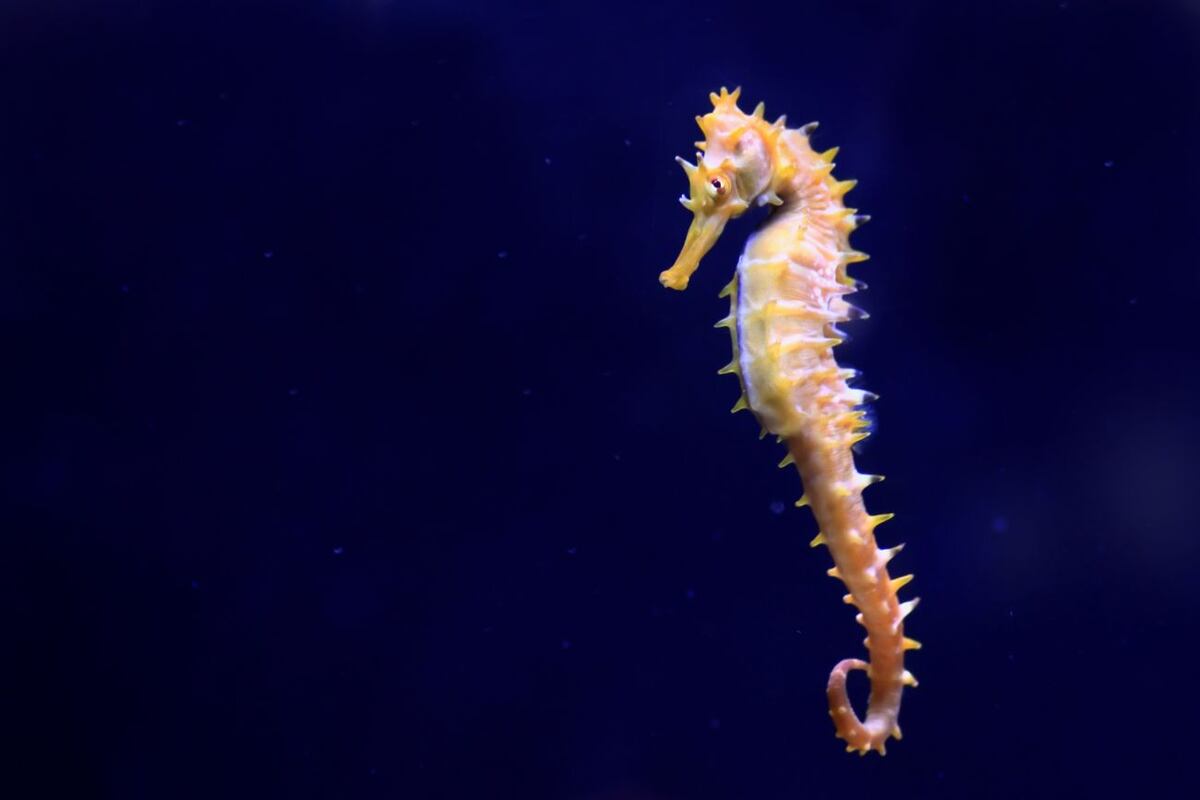 Descubre tu animal espiritual: ¿qué animal te representa según tu signo del zodiaco?