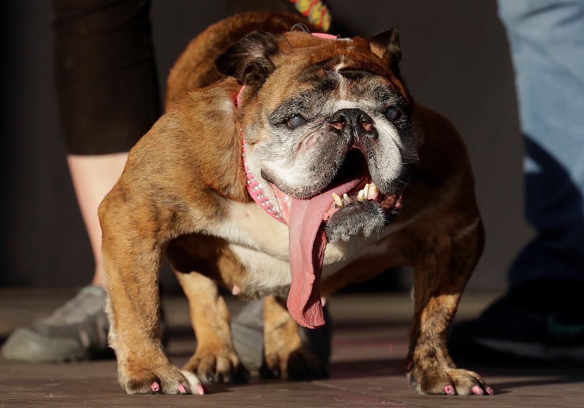 Bulldog. (Archivo)