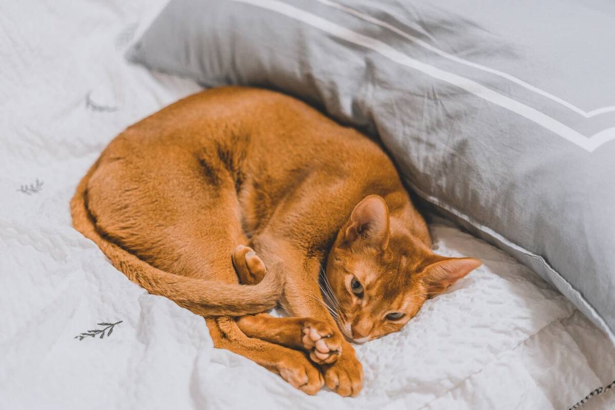 Dormir con la mascota en la misma cama es una costumbre habitual en muchos hogares, pero también una fuente de dudas para quienes se preguntan si realmente es una buena idea. (Freepik)