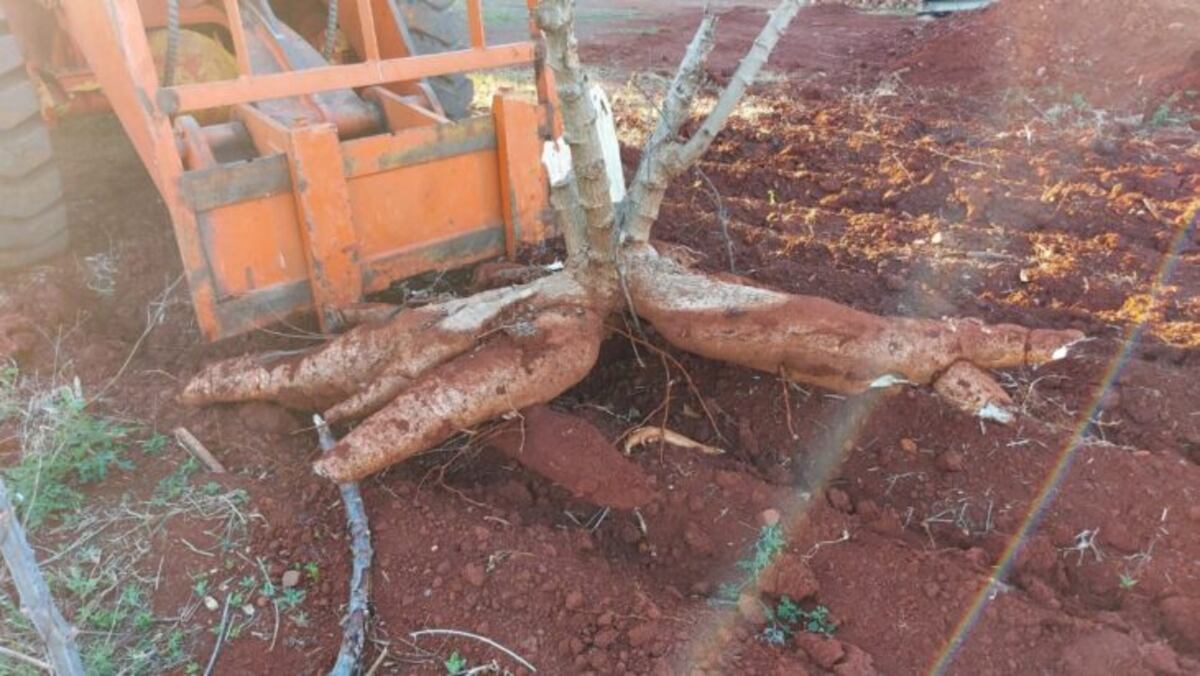 Mandioca de 65 kg en Misiones. (Misiones Online)