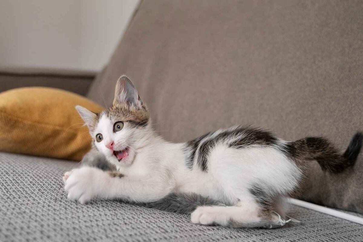 A diferencia de los perros, los gatos suelen mostrar señales más sutiles de su incomodidad o de su satisfacción. (Freepik)