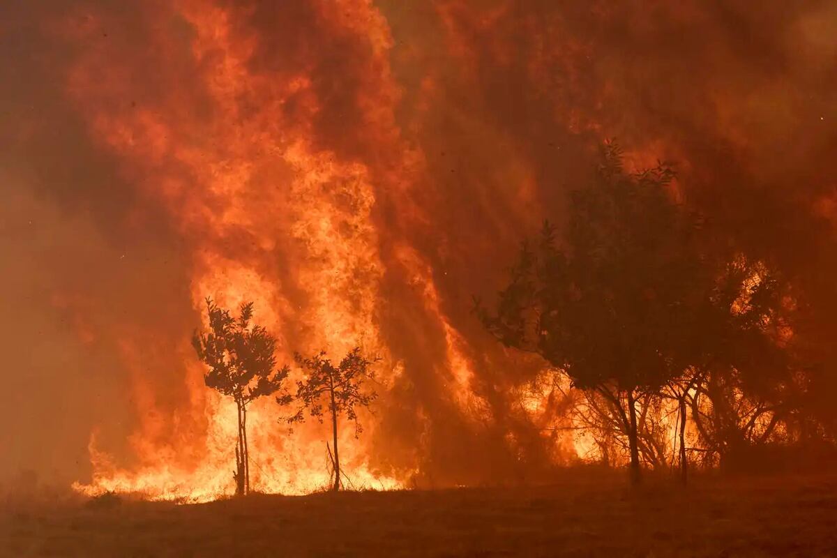 España: los incendios arrasaron más de 362 mil hectáreas en tres semanas (Gentileza)