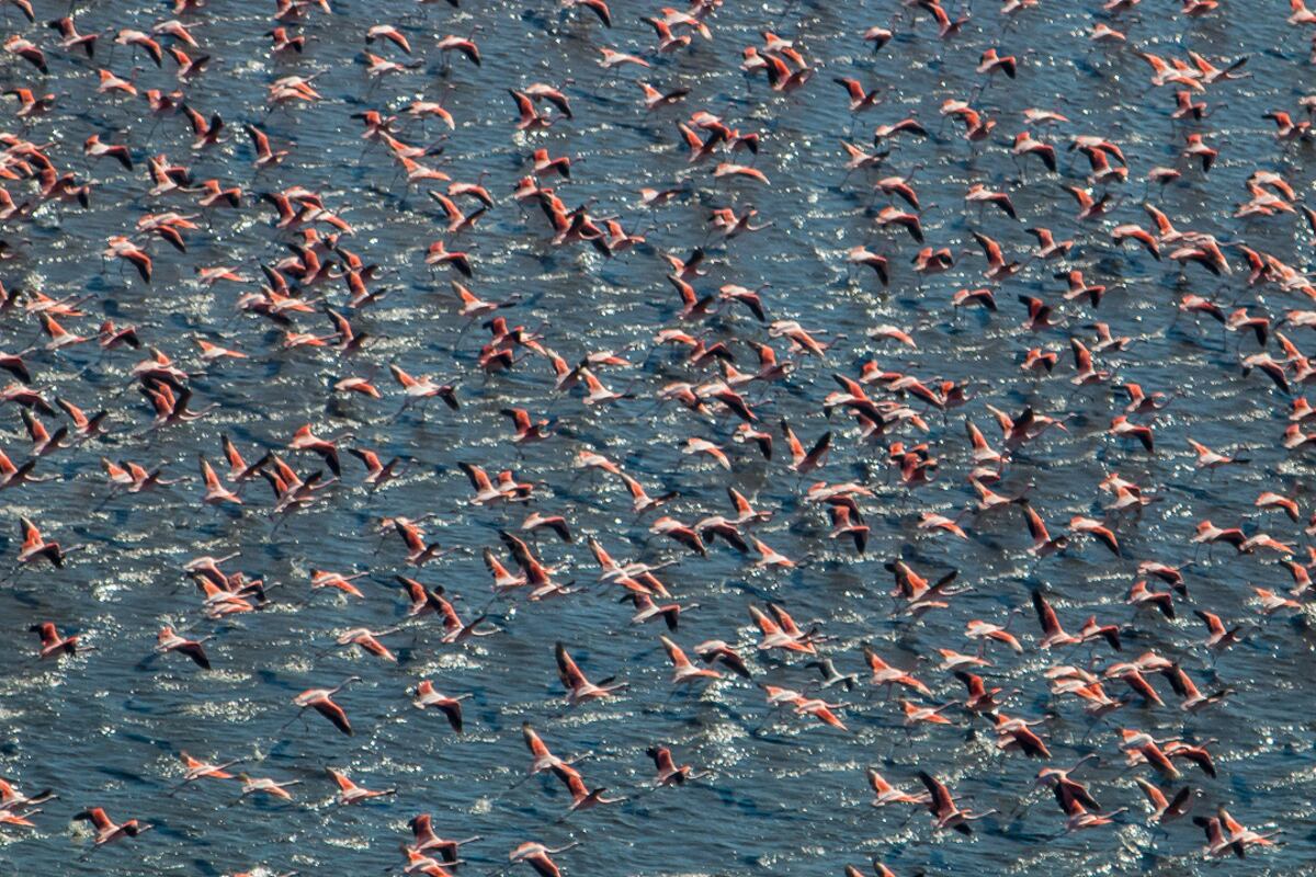 Los flamencos en vuelo. (Fundación Natura Argentina)