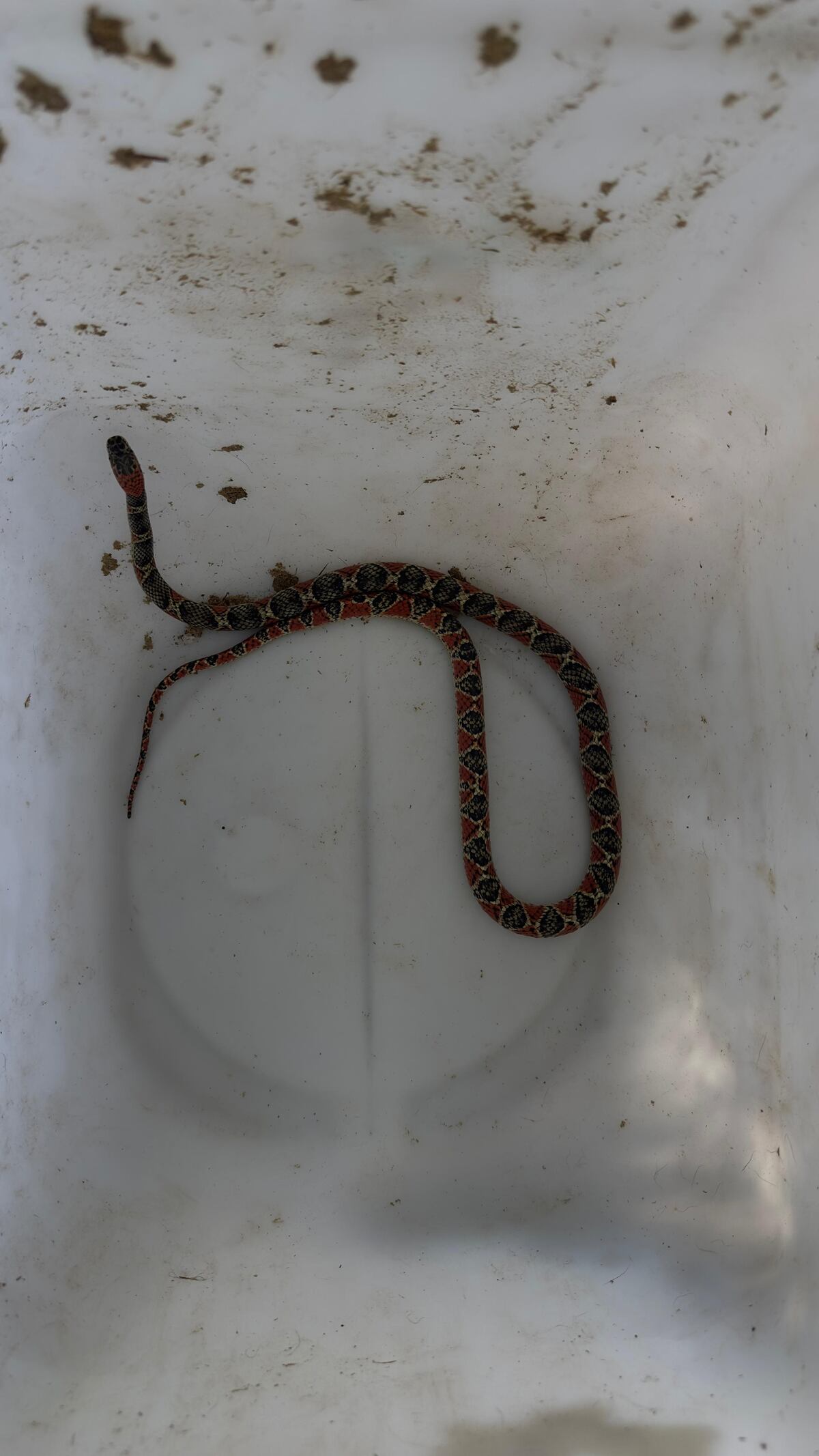 Una mujer encontró una serpiente falsa coral en la cochera de su casa en Córdoba. (Policía)