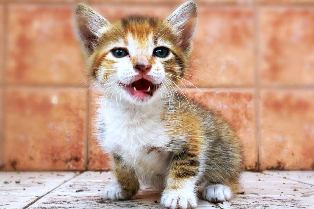 El animal doméstico que puede ayudar a calmar la ansiedad y mejorar el bienestar