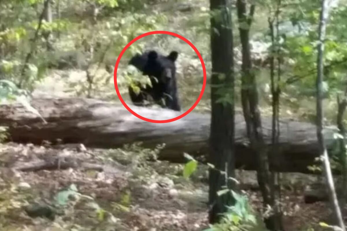 El último retrato antes de morir: un excursionista capturó al oso que lo mató. (Gentileza)