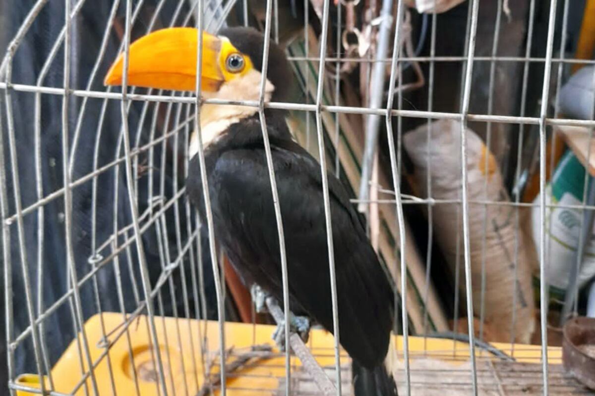 Tucán. Hallado en Carlos Paz, fue llevado a la reserva Tatú Carreta (Policía Ambiental).