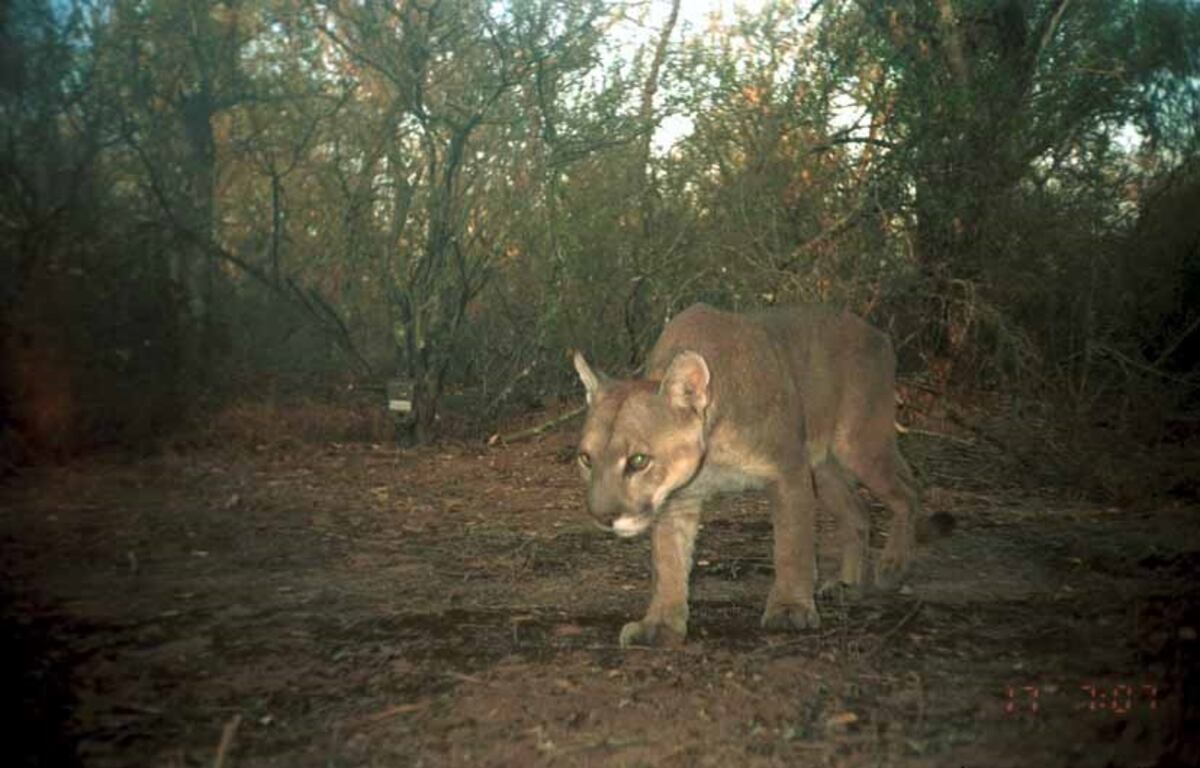 Puma. (Gentileza Verónica Quiroga)