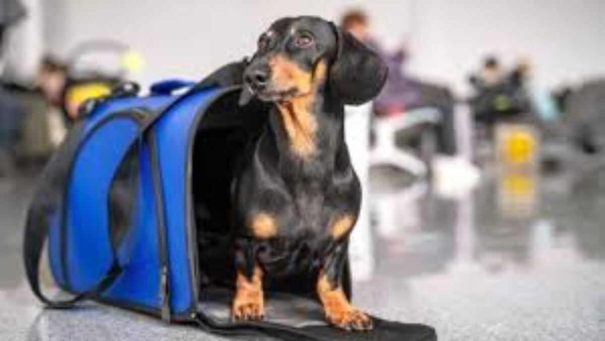Los 5 consejos clave para viajar en colectivos o trenes con tu mascota 