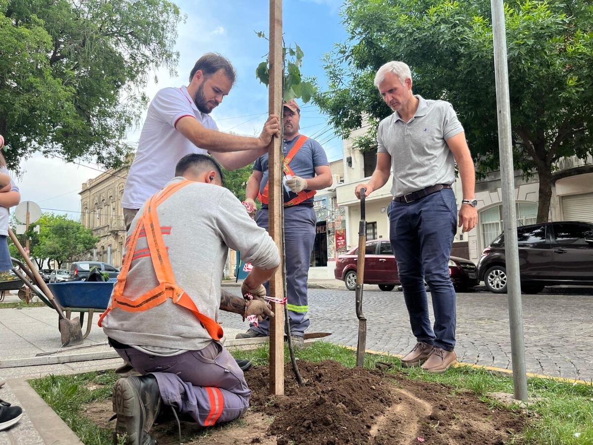 El arbolado urbano es clave para regular las temperaturas y reducir impactos de lluvias. Acrecentar los espacios verdes en las trazas urbanas es otra clave. (Archivo)
