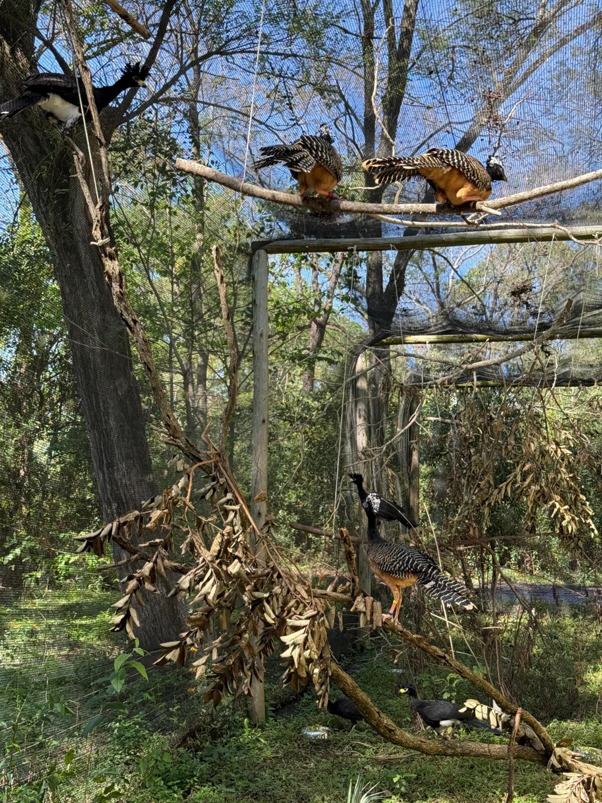 Trasladaron a cinco aves muitú nacidas en Córdoba al Gran Parque Iberá de Corrientes. (Municipalidad de Córdoba)