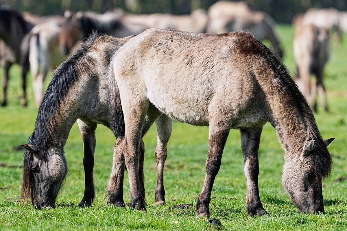 Caballos salvajes pastan en un prado. (AP)